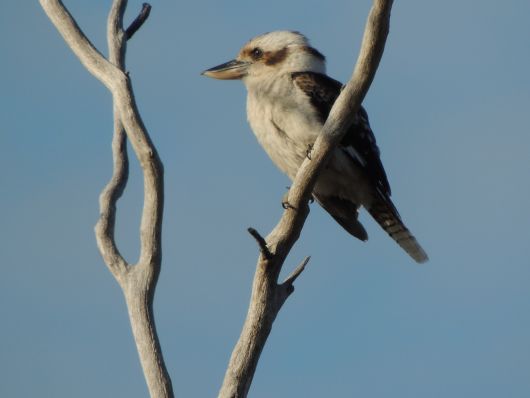 Kookaburra on Tree